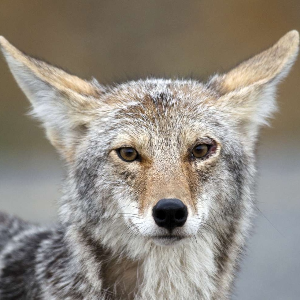 Coyote Coyote